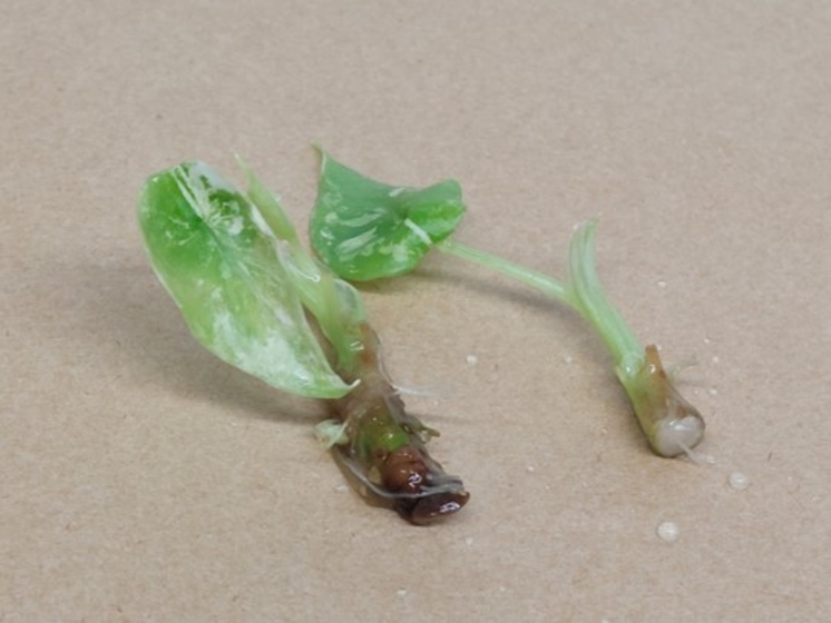 Sinuata Variegated